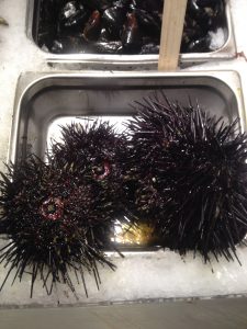 Lovely Live Sea Urchins